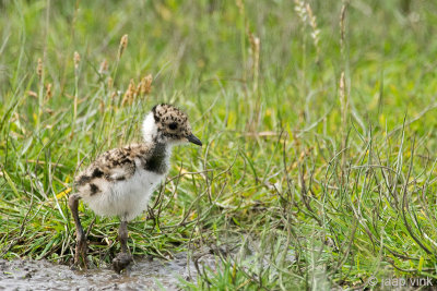 Northern Lapwing - Kievit - Vanellus vanellus