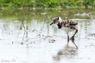 Northern Lapwing - Kievit - Vanellus vanellus