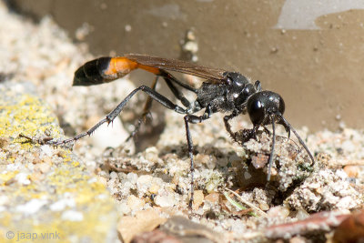 Red-banded Sand Wasp - Grote Rupsendoder - Ammophila sabulosa