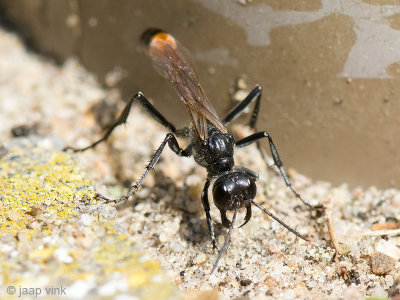 Red-banded Sand Wasp - Grote Rupsendoder - Ammophila sabulosa
