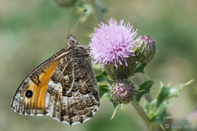 Greyling - Heivlinder - Hipparchia semele