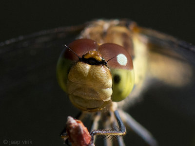 Moustached Darter - Steenrode Heidelibel - Sympetrum vulgatum