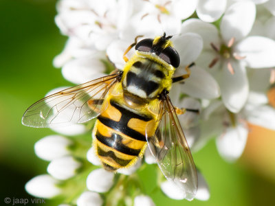 Hoverfly -Doodshoofdzweefvlieg - Myathropa florea