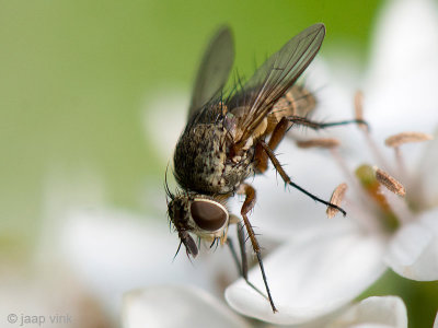 Tachinid fly - Sluipvlieg - Siphona spec