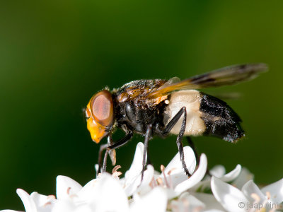 Pellucid fly - Witte Reus - Volucella pellucens