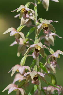 Broad-leaved Helleborine - Breedbladige Wespenorchis - Epipactis helleborine