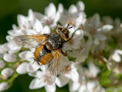 Tachinid Fly - Sluipvlieg - Tachina fera/magnicornis