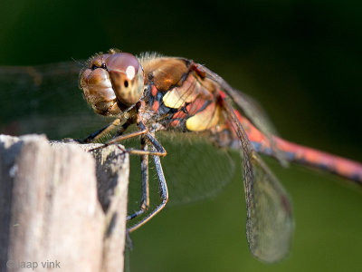 Common Darter - Bruinrode Heidelibel - Sympetrum striolatum