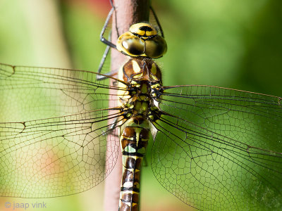 Southern Hawker - Blauwe Glazenmaker - Aeshna cyanea