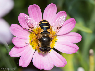 Eristalis Hoverfly - Bosbijvlieg - Eristalis lineata