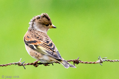 Brambling - Keep - Fringilla montifringilla