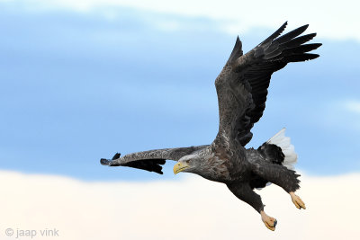 White-tailed Eagle - Zeearend - Haliaeetus albicilla