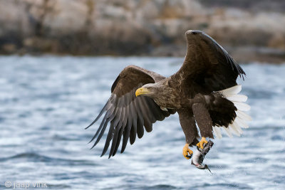 White-tailed Eagle - Zeearend - Haliaeetus albicillae