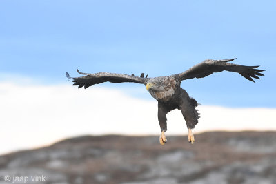 White-tailed Eagle - Zeearend - Haliaeetus albicillae