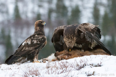 Golden Eagle - Steenarend - Aquila chrysaetos