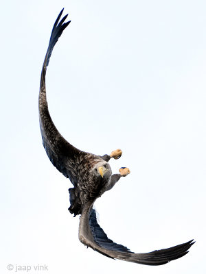 Norway, November 2016: White-tailed Eagle