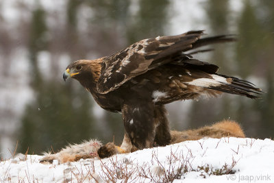 Golden Eagle - Steenarend - Aquila chrysaetos