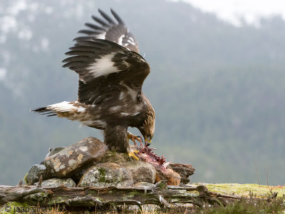 Golden Eagle - Steenarend - Aquila chrysaetos