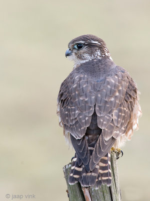 Merlin - Smelleken - Falco columbarius