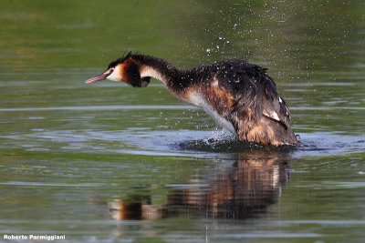 Podiceps cristatus (great crested grebe - svasso maggiore)