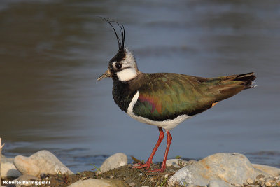 Vanellus vanellus (lapwing-pavoncella)