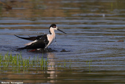 Himantopus himantopus (black winged stilt-cavaliere d'Italia)