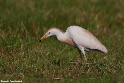 Bubulcus ibis (cattle egret - airone guardabuoi)