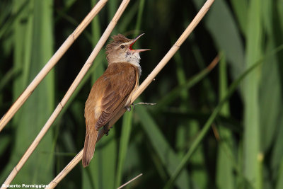 Acrocephalus arundinaceus (great reed warbler -  cannareccione)