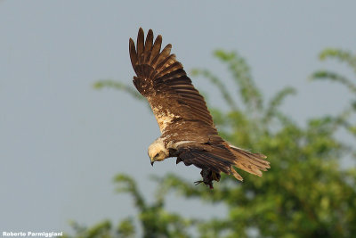 Circus aeruginosus (marsh harrier-falco di palude)