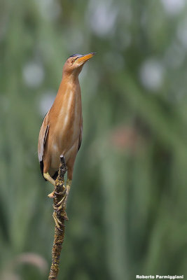 Ixobrychus minutus (little bittern-tarabusino)