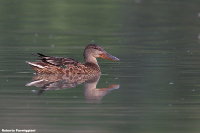 Anas clypeata (shoveler - mestolone)