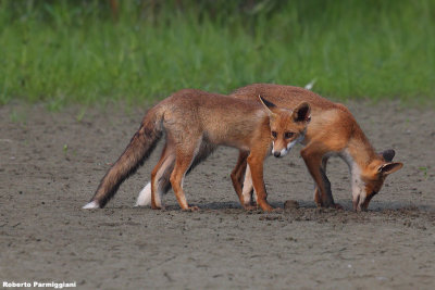 Vulpes vulpes (red fox - volpe)