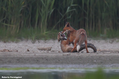 Vulpes vulpes (red fox - volpe)