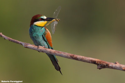 Merops apiaster (bee eater-gruccione)