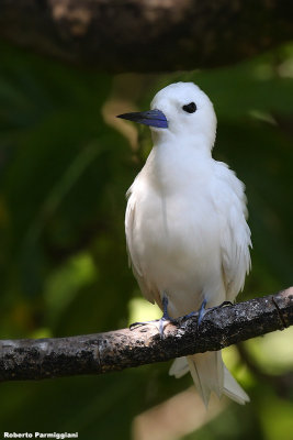 Gygis alba ( common white tern - sterna bianca comune)