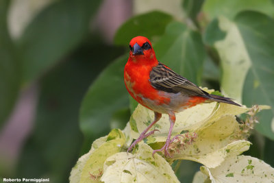 Fudia madagascariensis (madagascar red fody - tessitore fiammante)