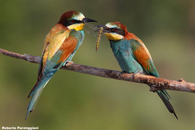 Merops apiaster (bee eater-gruccione)