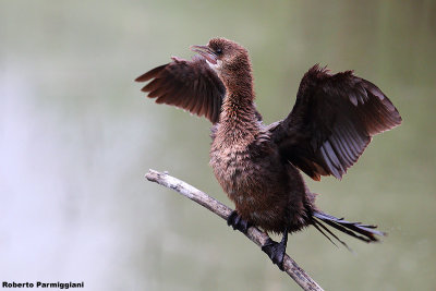 Phalacrocorax pygmeus (pygmy cormorant - marangone minore)