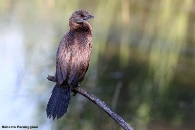 Phalacrocorax pygmeus (pygmy cormorant - marangone minore)