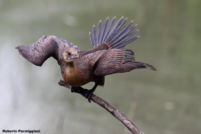 Phalacrocorax pygmeus (pygmy cormorant - marangone minore)