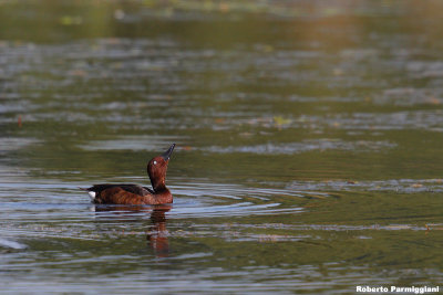 Aythya nyroca (ferruginous duck - moretta tabaccata)