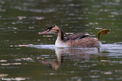 Podiceps cristatus (great crested grebe - svasso maggiore)