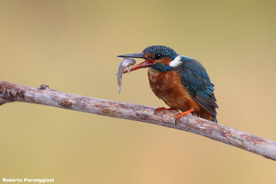 Alcedo atthis (kingfisher-martin pescatore)
