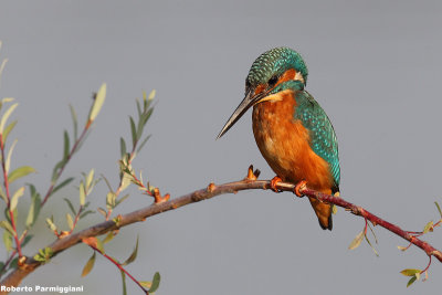 Alcedo atthis (kingfisher-martin pescatore)