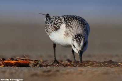 Calidris alba (sanderling - piovanello tridattilo