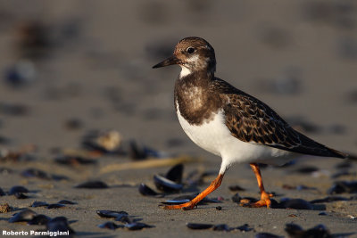 Arenaria interpres (turnstone - voltapietre)