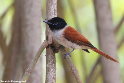 Terpsiphone corvina (Seychelles black paradise flaycatcher - pigliamosche del paradiso