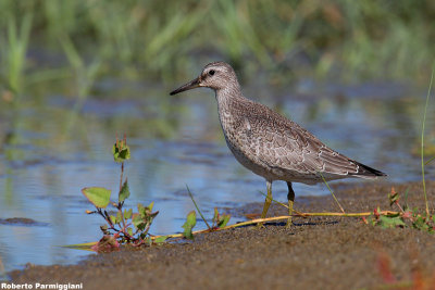 Calidris canutus (red knot - piovanello maggiore