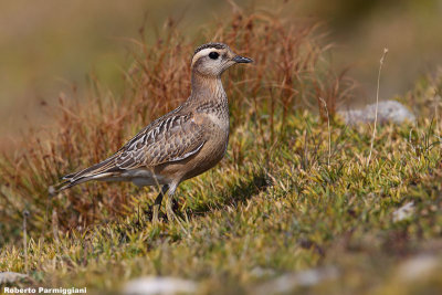 Eudromias morinellus (dotterel - piviere tortolino)