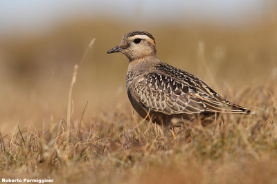 Eudromias morinellus (dotterel - piviere tortolino)